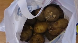 Фото пророщенного в пакетах картофеля, intermonitor.ru