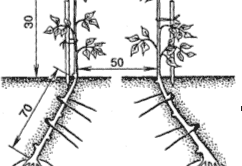 Схема высадки рассады баклажан в открытый грунт