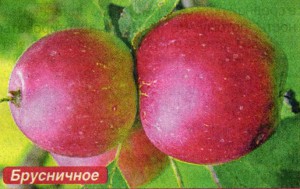 Сорта яблонь