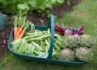 Чередование овощных культур на огороде
