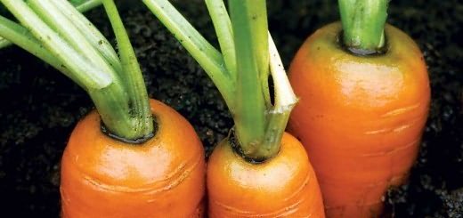 Растет сочная морковь, bundlesofenergy.com