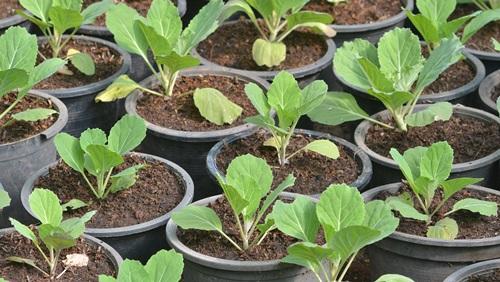 Как вырастить цветную капусту 