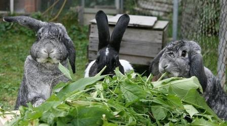 растения для кроликов