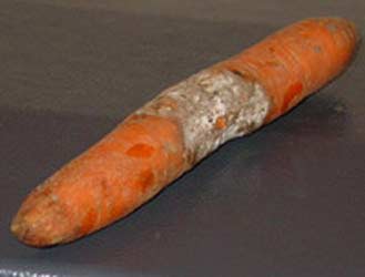 белая гниль моркови