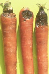 черная гниль моркови