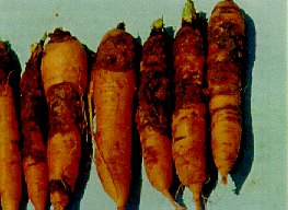 войлочная гниль моркови
