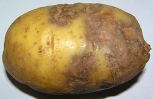 Картофель пораженный фитофторозом
