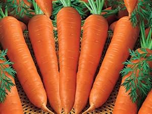 Морковь, выращенная в открытом грунте