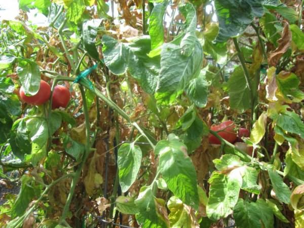 сорта томатов устойчивые