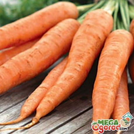 Среднеспелые сорта моркови