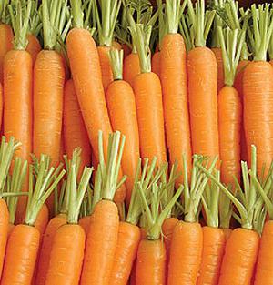 Лучшие сорта семян моркови