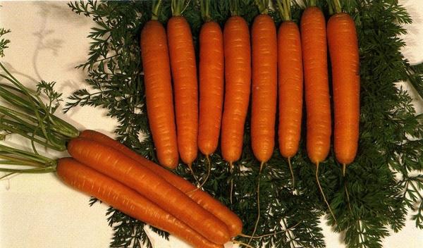 Фото моркови витаминной, rostok-sad.ru