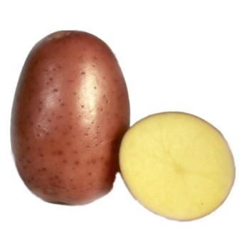 Сорт картофеля беллароза