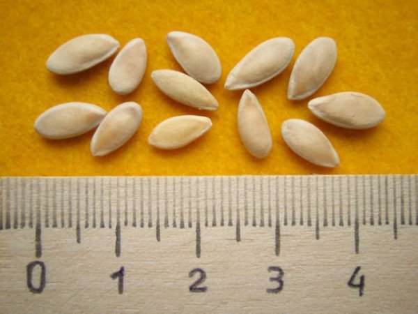 Семена для посева рассады выбирать нужно крупные и необходимо их обработать составом для таких семян (можно купить в магазине)