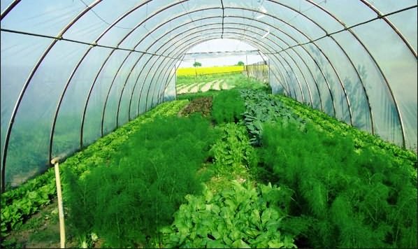 Парник для выращивания салата и зелени
