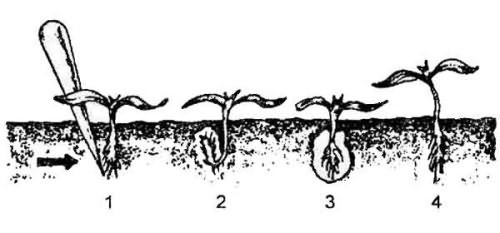 Схема пикировки сеянцев капусты