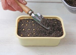 Описание состава почвы для рассады баклажан