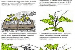 Посев и выращивание баклажанов