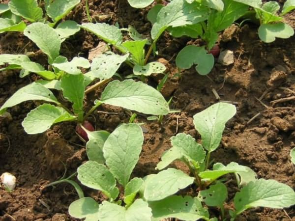 Технология выращивания редиса в теплице подразумевает тщательный отбор качественных и здоровых семян