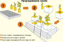Схема проращивания семян.