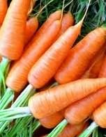 Урожайные сорта моркови