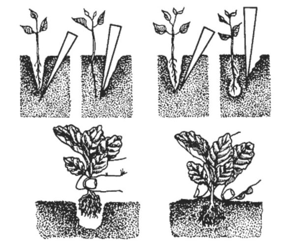 Схема пикировки рассады капусты