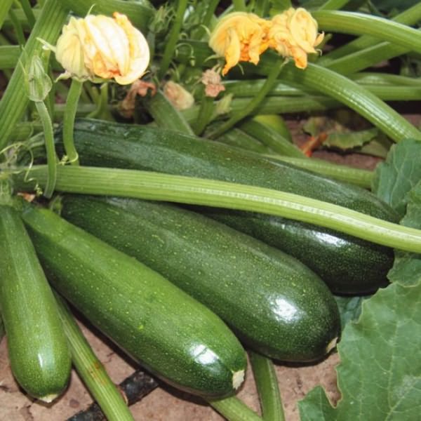 Чтобы употреблять свежие овощи прямо с грядки с середины лета до поздней осени, селекционеры вывели новые урожайные сорта кабачков и гибриды разного срока созревания