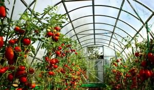 Фото выращивания помидоров в теплице, sad6sotok.ru