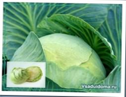 Выращивание капусты - посадкка, сорта и уход за капустой