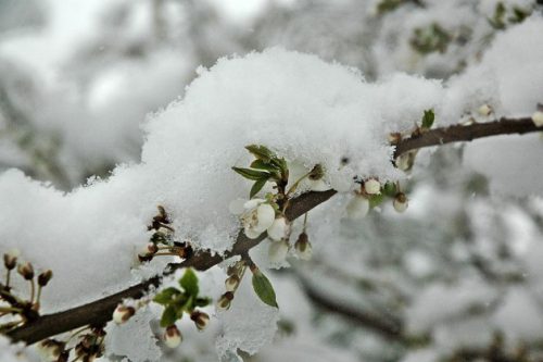 Цвет под снегом