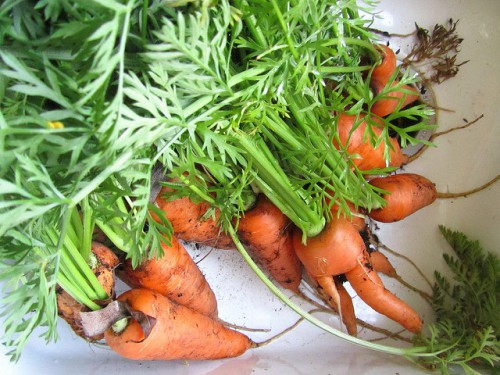 Кривая морковь