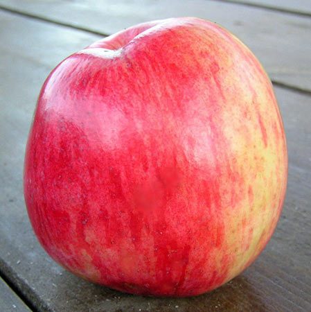 Сорт яблок Августа