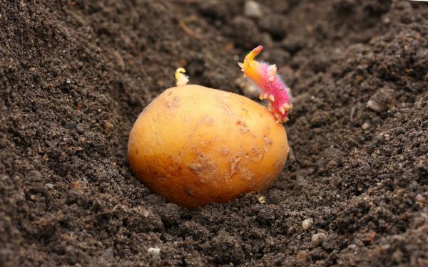 сроки выращивания картофеля