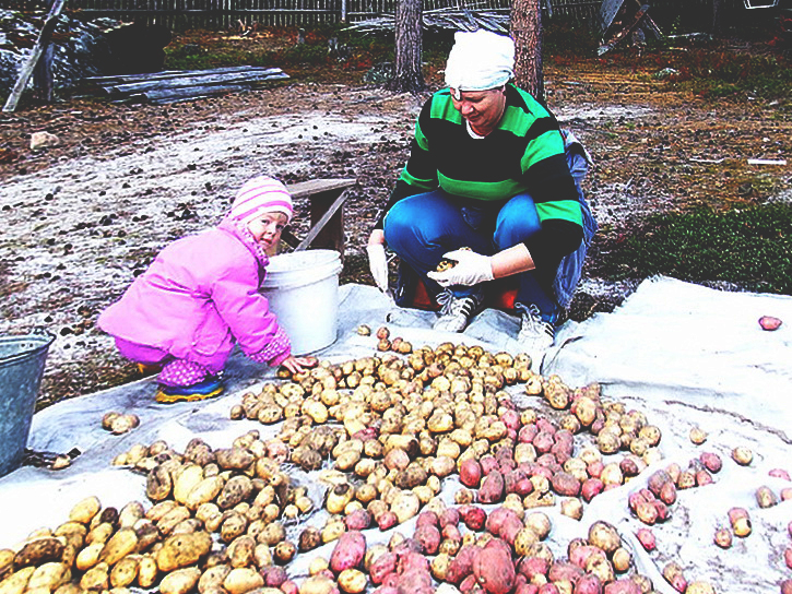 обработка клубней картофеля от колорадского жука