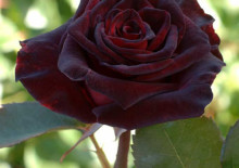 Роза Чёрная магия