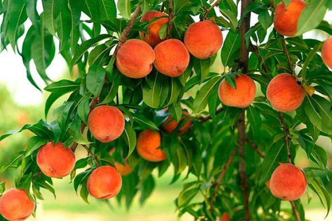 Особенности обрезки персика