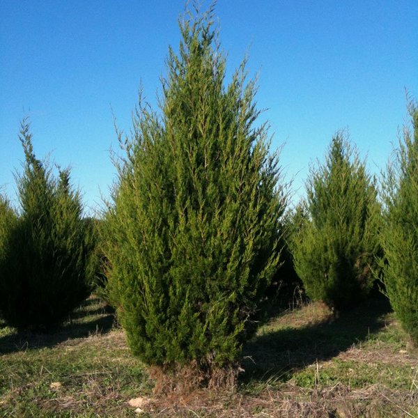 Можжевельник виргинский (Juniperus virginiana), либо «карандашное дерево»