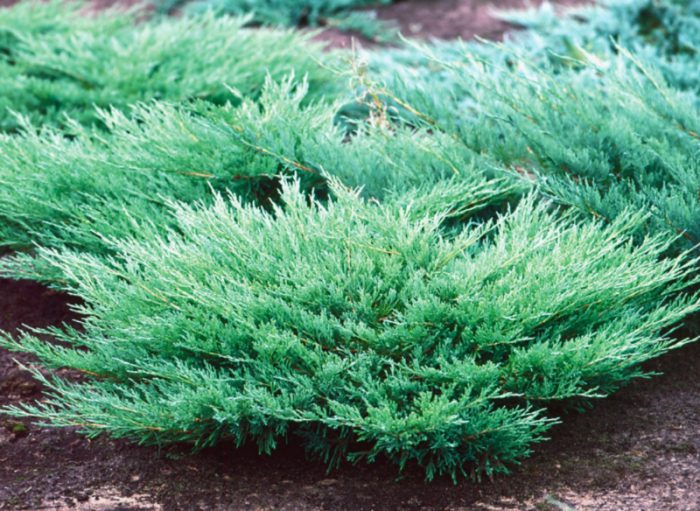 Можжевельник горизонтальный, либо распростертый (Juniperus horizontalis)