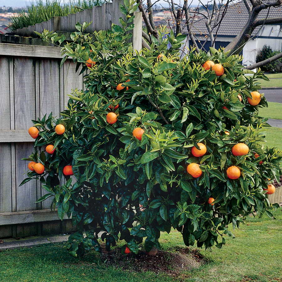 Как вырастить дома апельсин из косточки