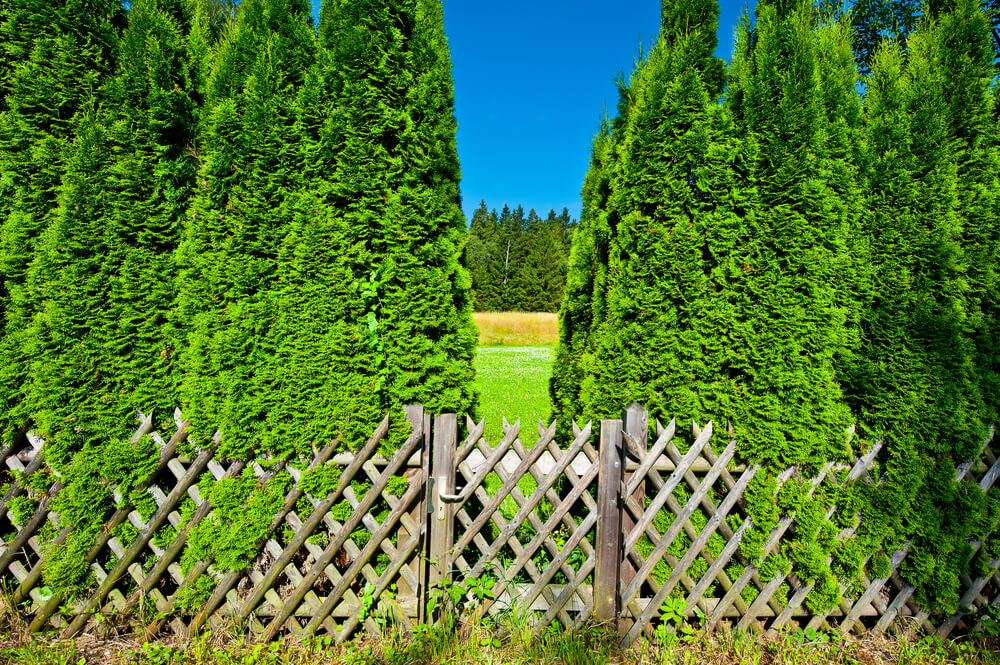 Деревянный забор с зеленью