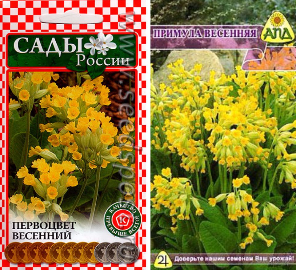 Первоцвет весенний: фото лекарственной примулы, описание, особенности выращивания и применения