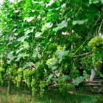 Сажать виноград можно осенью или весной