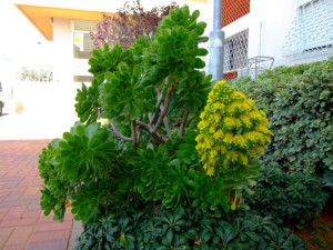 Эониум золотистый (Aeonium arboretum var. holochrysum)