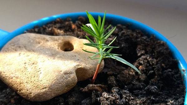Как вырастить бонсай из семян