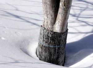 Защита древесных пород от грызунов