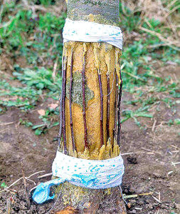 Защита древесных пород от грызунов