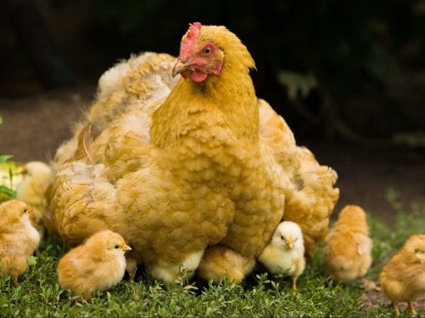 Высиживание цыплят при помощи курицы наседки