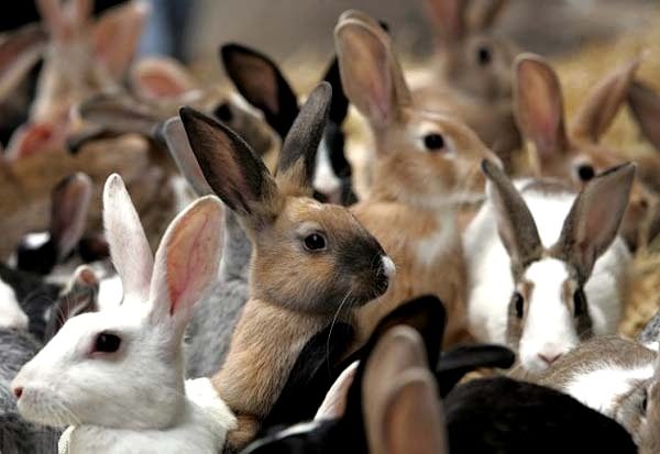 Отбор кроликов для случки