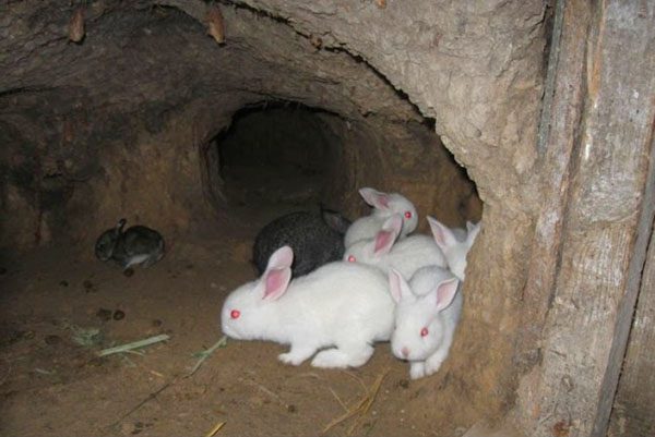 Маленькие кролики в яме