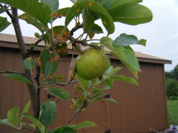Симптомы ржавчины на листьях яблони
